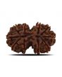 Natural 10 Mukhi (Ten Mukhi) Gauri Shankar Rudraksha (Nepal) GJSPC Certified 30.16 M.M.