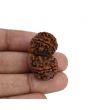 Natural 8 Mukhi (Eight Mukhi) Gauri Shankar Rudraksha (Nepal) GJSPC Certified 33.15 M.M.