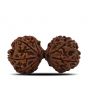 Natural 9 Mukhi (Nine Mukhi) Gauri Shankar Rudraksha (Nepal) GJSPC Certified 40.55 M.M.
