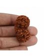 Natural 10 Mukhi (Ten Mukhi) Gauri Shankar Rudraksha (Nepal) GJSPC Certified 37.2 M.M.
