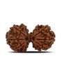 Natural 10 Mukhi (Ten Mukhi) Gauri Shankar Rudraksha (Nepal) GJSPC Certified 34.22 M.M.