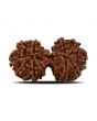 Natural 10 Mukhi (Ten Mukhi) Gauri Shankar Rudraksha (Nepal) GJSPC Certified 34.22 M.M.