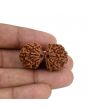 Natural 10 Mukhi (Ten Mukhi) Gauri Shankar Rudraksha (Nepal) GJSPC Certified 34.22 M.M.