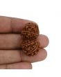 Natural 10 Mukhi (Ten Mukhi) Gauri Shankar Rudraksha (Nepal) GJSPC Certified 34.22 M.M.