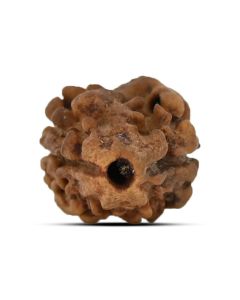 2 Mukhi Rudraksha (Nepal) 15.03 MM