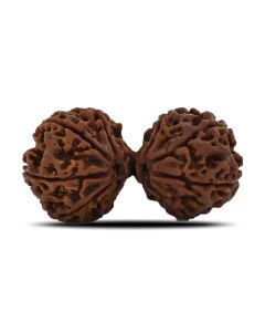 Natural 9 Mukhi (Nine Mukhi) Gauri Shankar Rudraksha (Nepal) GJSPC Certified 40.55 M.M.