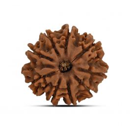 9 Mukhi Rudraksha (Nepal) 21.65 MM