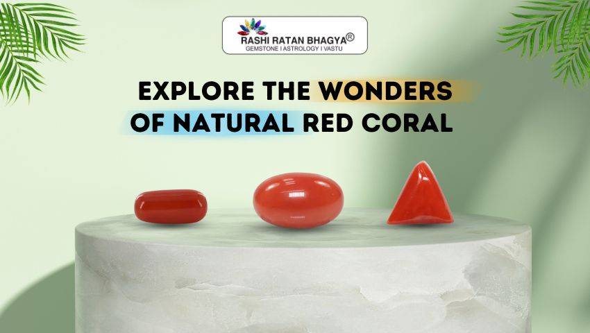 Explore the Wonders of Natural Red Coral 