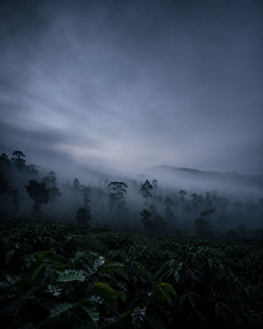 Roots and Richness — origins of pure coffee and wood-pressed oil