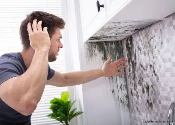 Best Wall Mold Removal in Newberg, OR