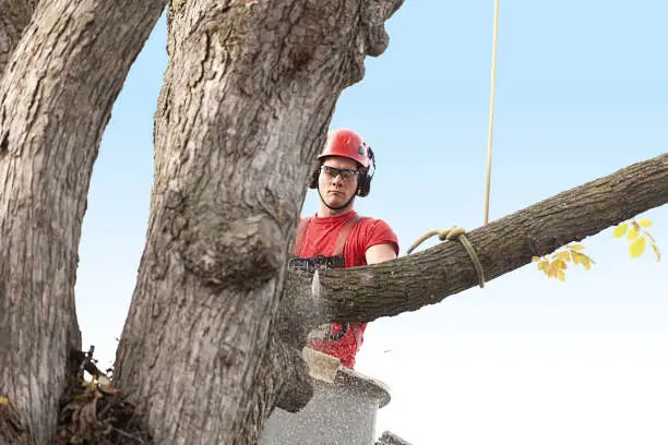 Tree Service Company in Locust, NC