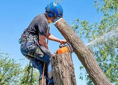 Tree Service in Carmel, IN