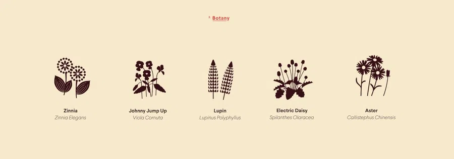 PICCOLO SEEDS - The Botanical Alphabet