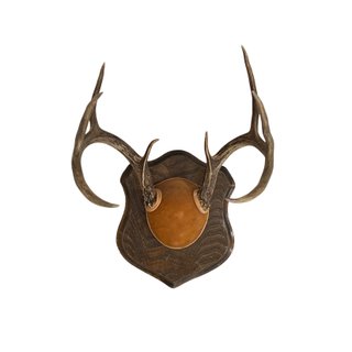 Mounted antler decor