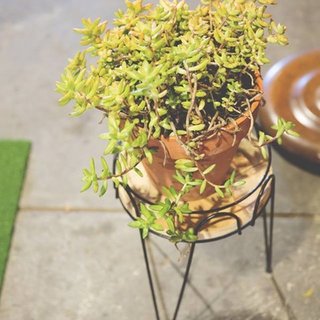 "Plant