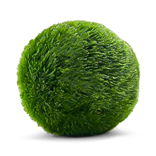 Moss Ball: Faux 3.5"
