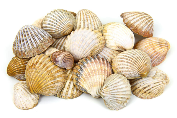 Sea Shells: Assorted