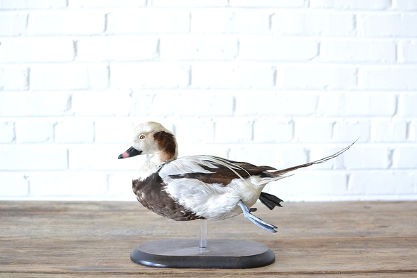 vintage taxidermy duck on an wooden oval base