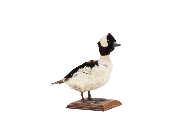 rustic taxidermy duck on wooden base