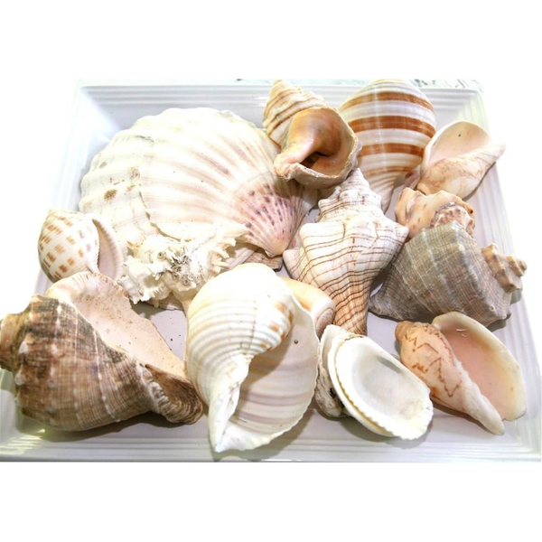 Bag of Large Beach Shells