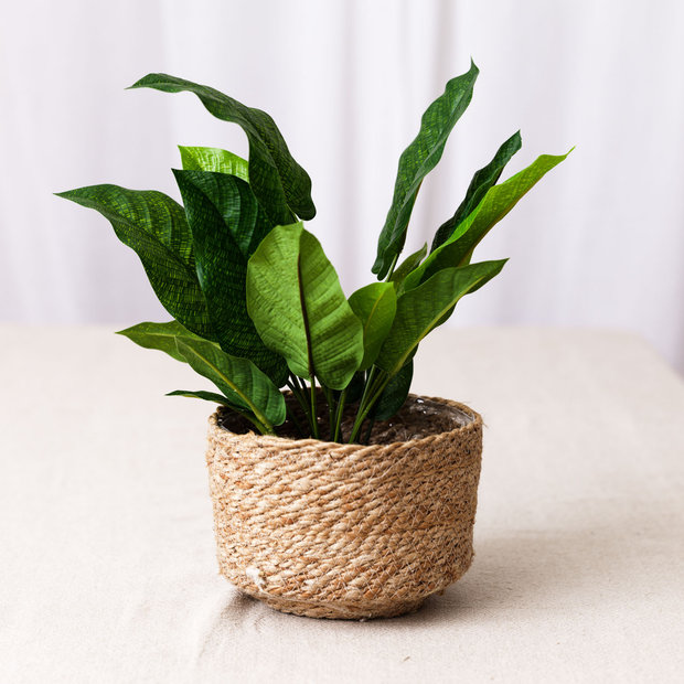 Faux Calathea Plant
