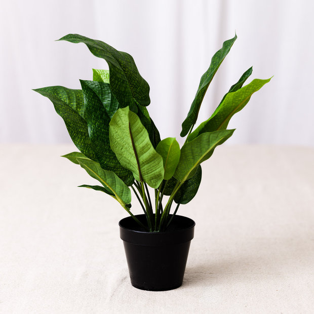 Faux Calathea Plant