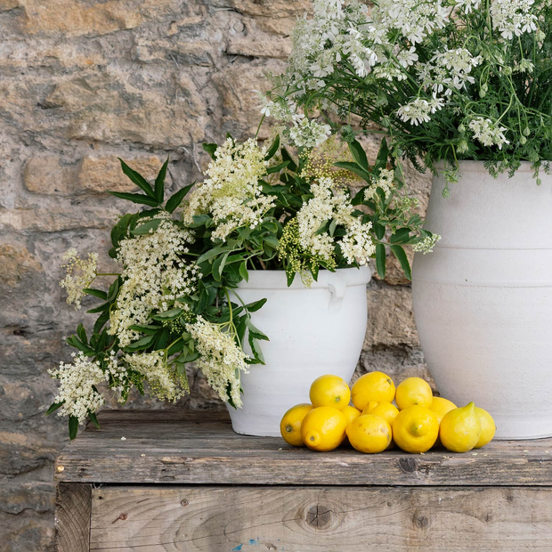 Small White Flower Pot