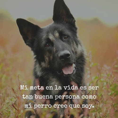 Frases de Animales - Mi meta en la vida es ser tan buena persona como mi perro cree que soy.