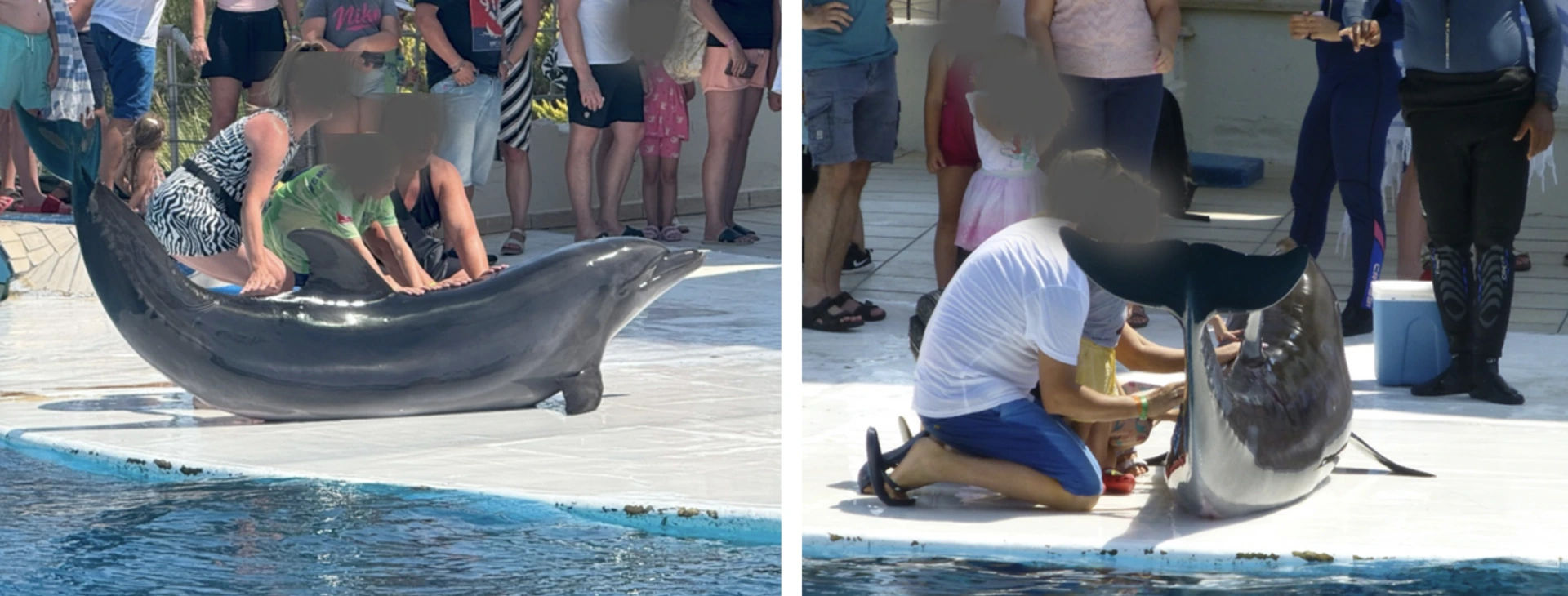 Dolphin photo session at Adaland Dolphinpark