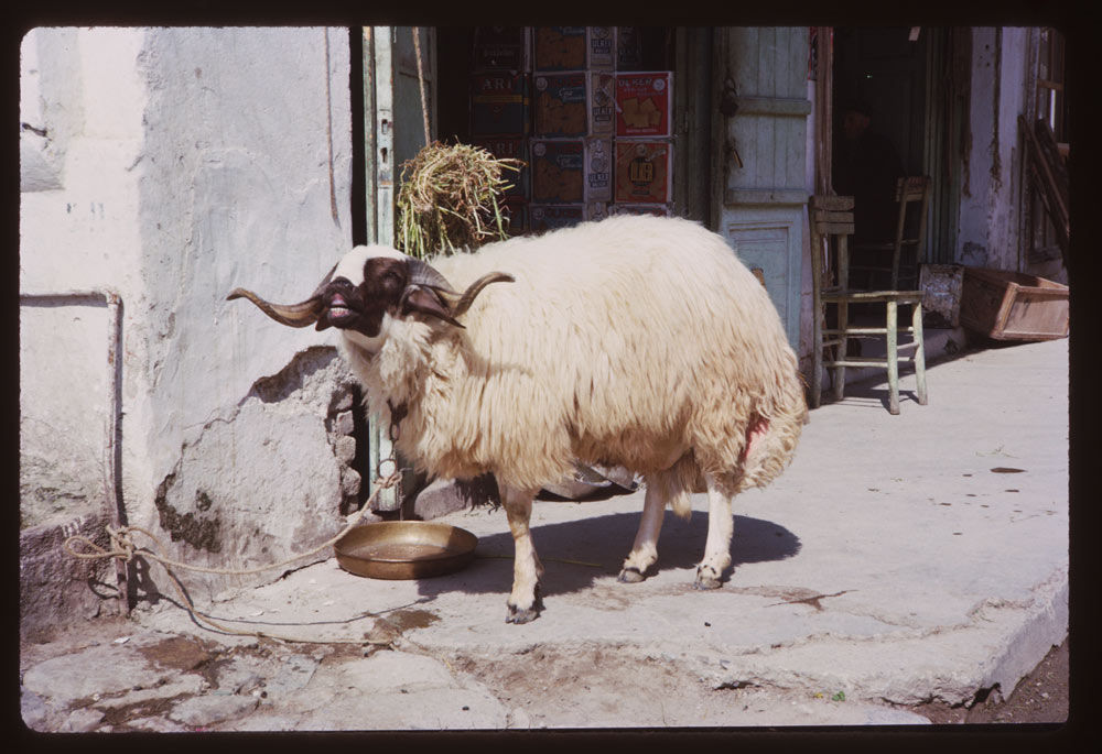 Kusadasi 1965 - Photo 6