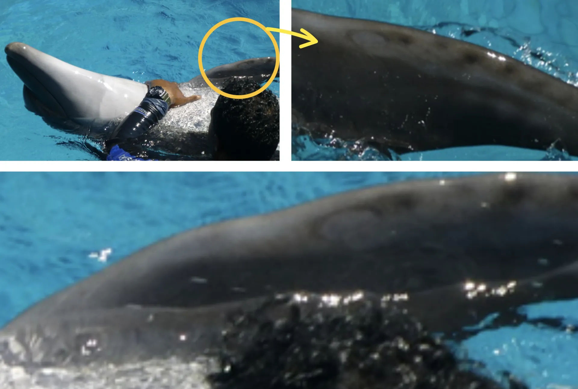 Adaland Dolphinpark audit report