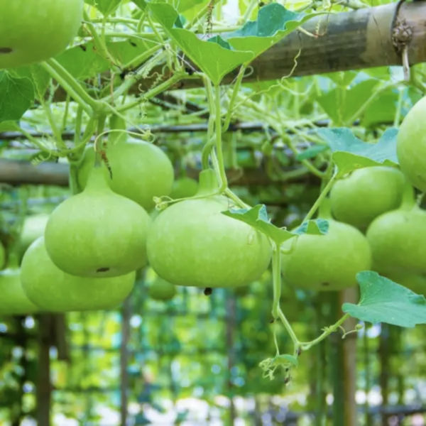 Buy Organic Round Bottle Gourd (Anapakaya) Seeds Online at Rythumitra Farms