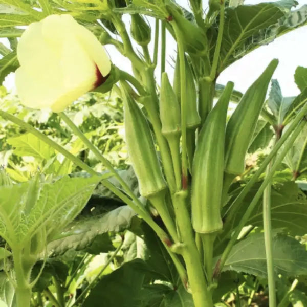 Buy Organic Okra Bhendi Seeds Online at Rythumitra Farms