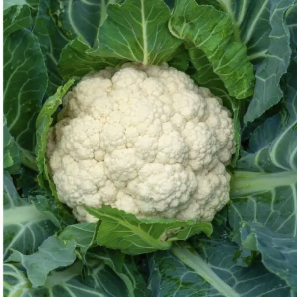 Buy Organic Cauliflower Seeds Online at Rythumitra Farms
