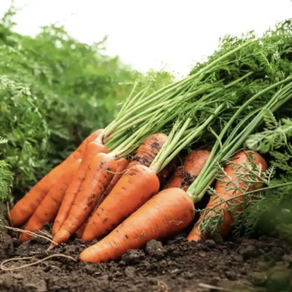 Buy Organic Carrot Seeds Online at Rythumitra Farms