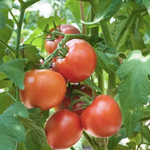 Buy Organic Tomato Seeds Online at Rythumitra Farms