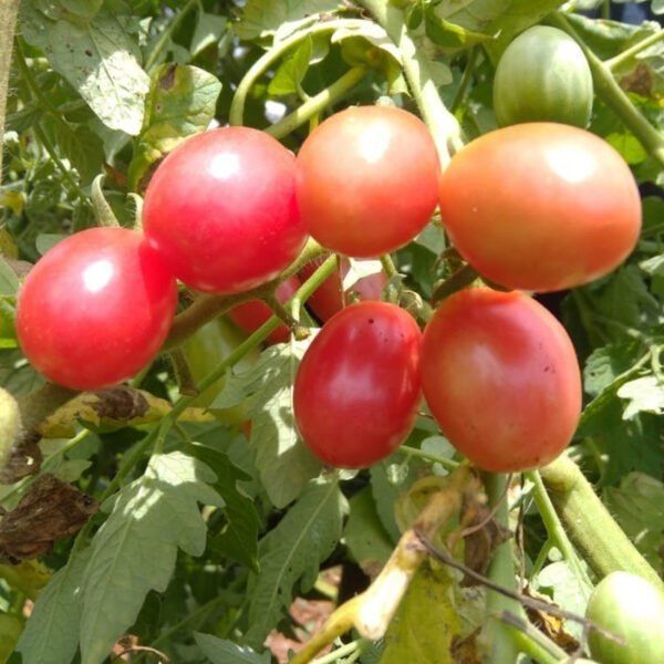 Organic Grape Tomato Seeds