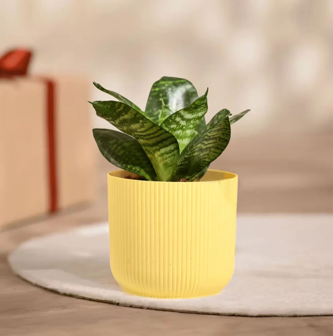 Ugaoo Snake Green Plant with Yellow Ibiza pot @29