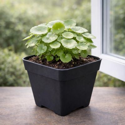 UGAOO BHARAT Live Chinese Money Plant | Indoor Decorative | Coin Leaf Plant