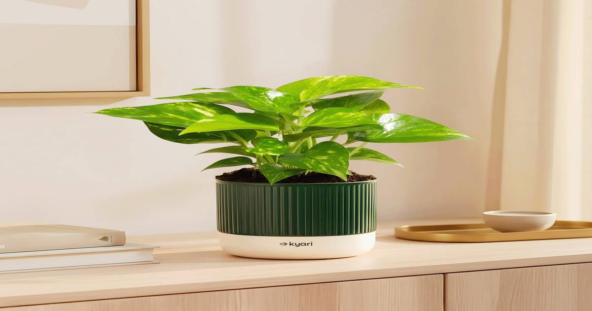 Instamart - Kyari Self Watering Money/Jade Plants