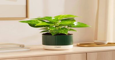 Instamart - Kyari Self Watering Money/Jade Plants