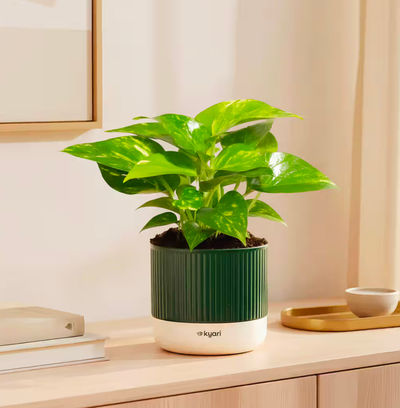 Kyari Money Variegated Plant with Self-Watering Green Mylo Pot on Instamart