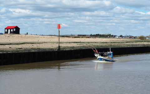 Wildlife spotting in Rye Bay