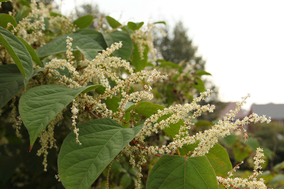 a plant
