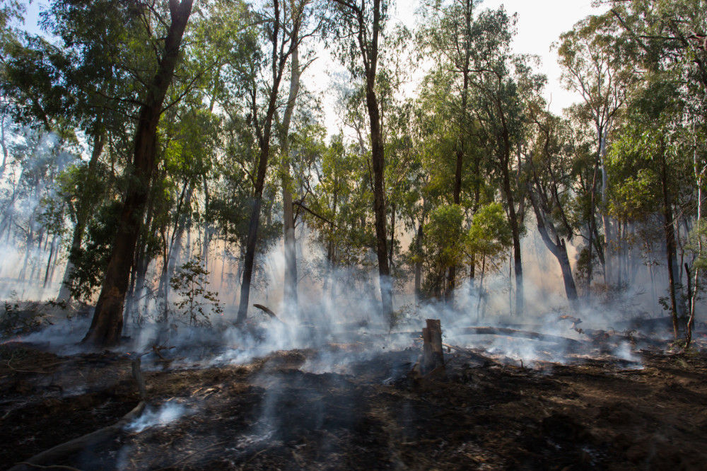 smokey woodland