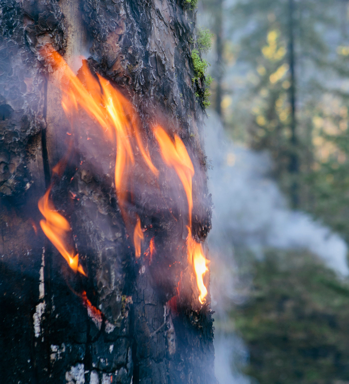 tree on fire