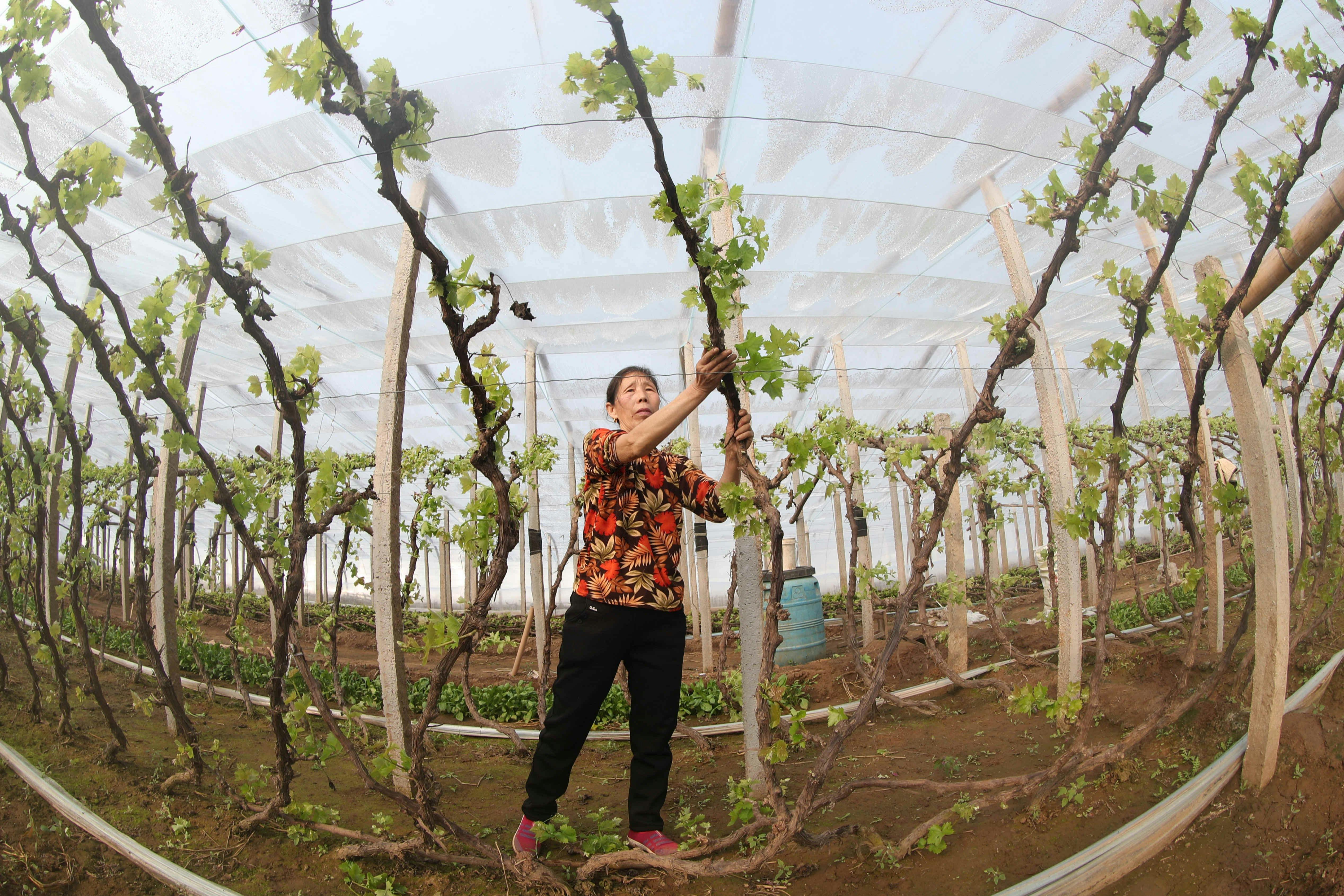Anggur Sulit Berbuah? Lakukan Teknik Pemangkasan (Pruning) & Pupuk Rahasia Ini!