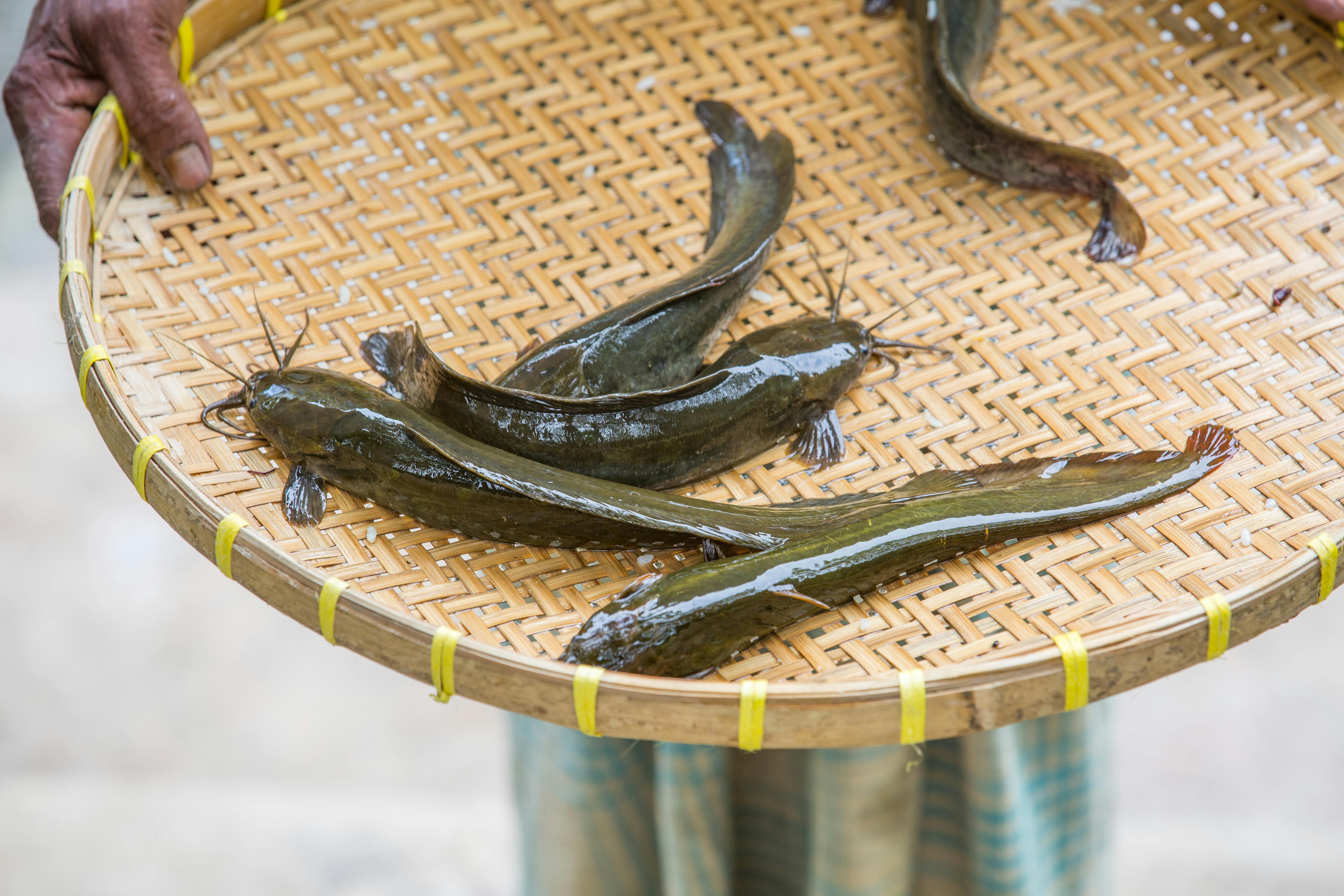Cara Membuat Kolam Terpal Bundar untuk Lele Bioflok (Murah & Anti Bocor)