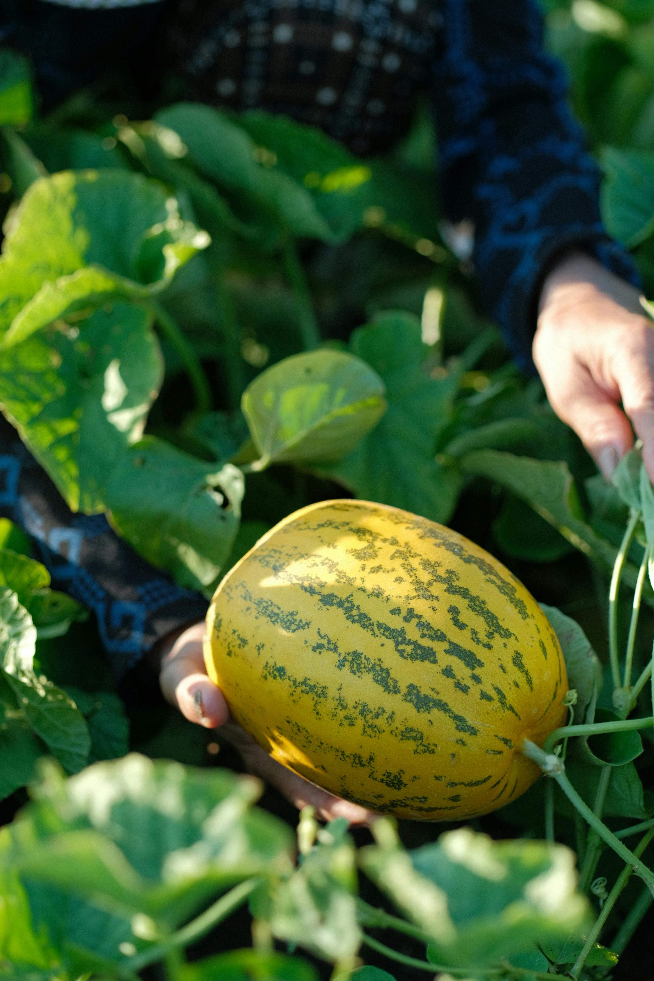 Cara Tanam Melon Premium di Pekarangan Rumah dengan Sistem Hidroponik NFT