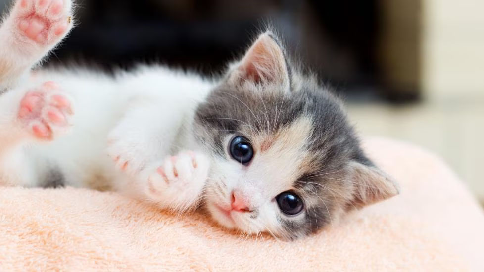 Kitten 2